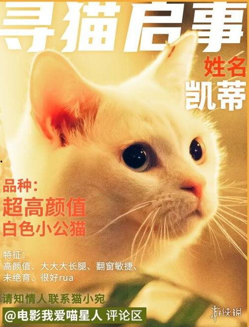 我爱喵星人,揭秘我爱喵星人的温馨世界