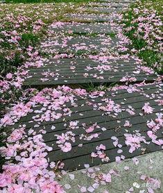 城南花影,漫步古都风情画卷