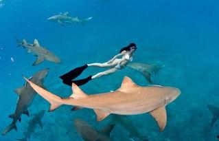 鲨鱼女孩,深海奇遇记