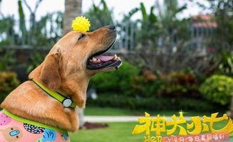 神犬小七 第一季,忠诚守护，勇闯天涯